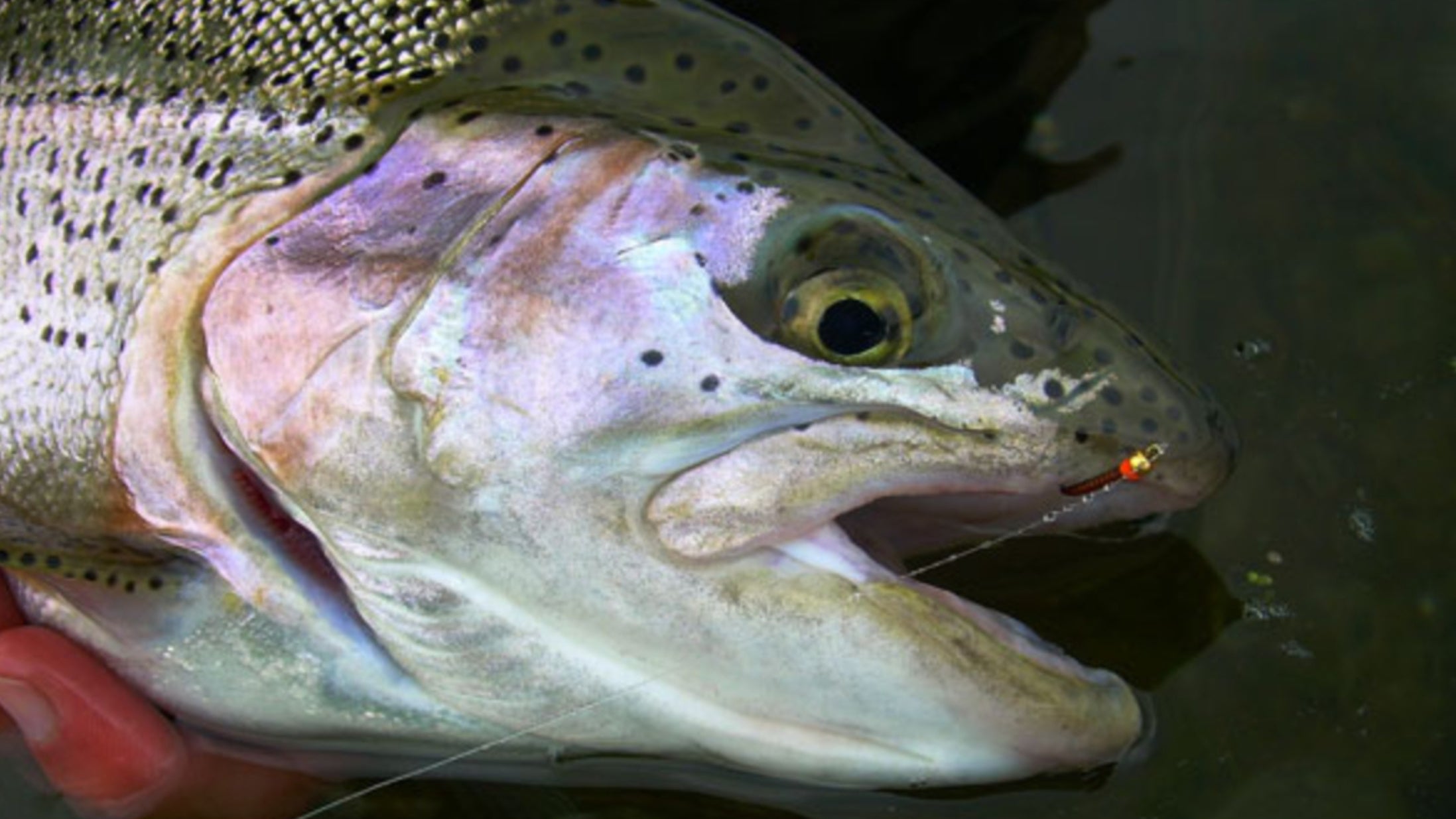 Muškárenie na VN Bešeňová – kompletný sprievodca miestami a technikami