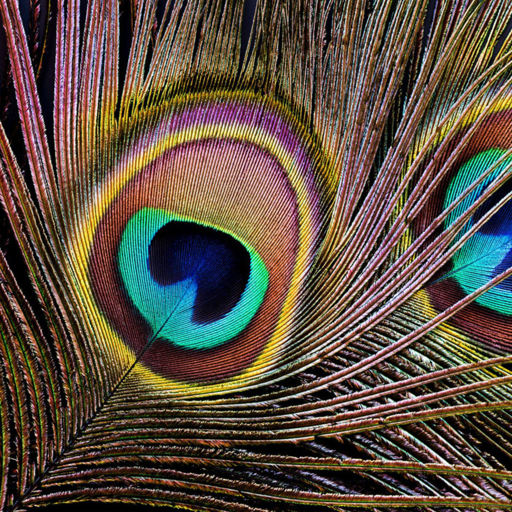 Natural Peacock Eyes feather – fly tying material for fly bodies