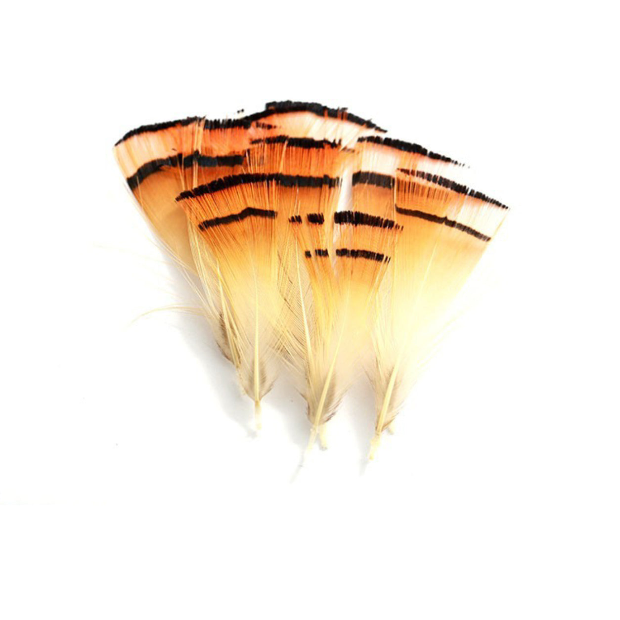 Golden pheasant tippet feather detail – Hotfly Complete Head