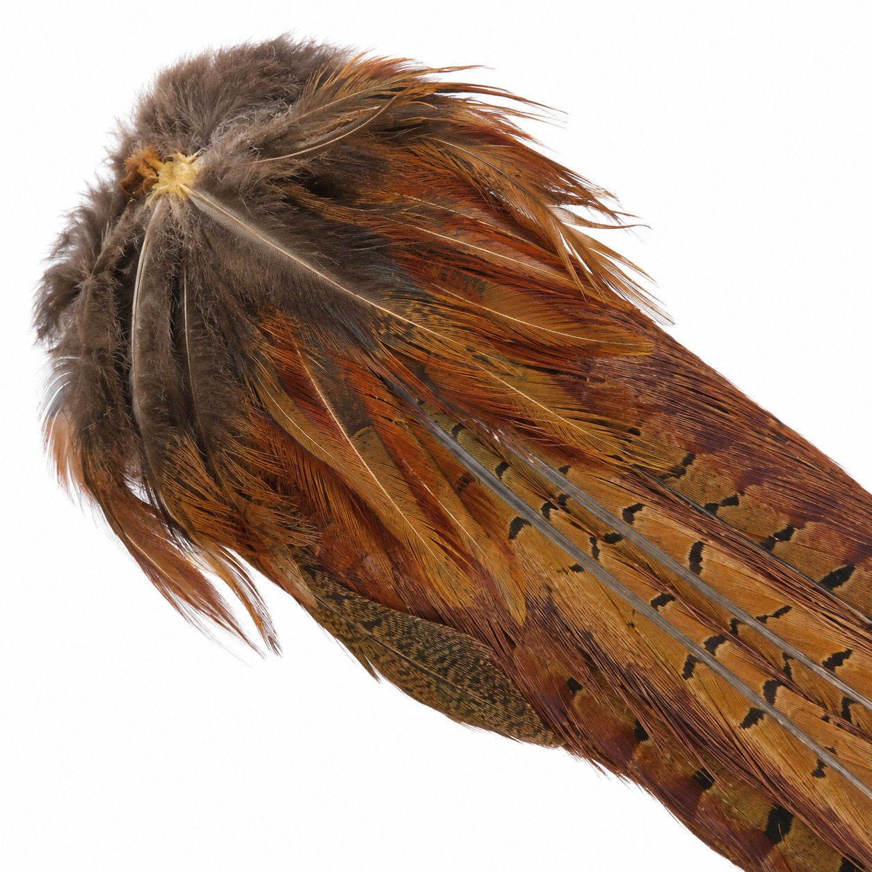 Natural ringneck pheasant cock tail feather detail