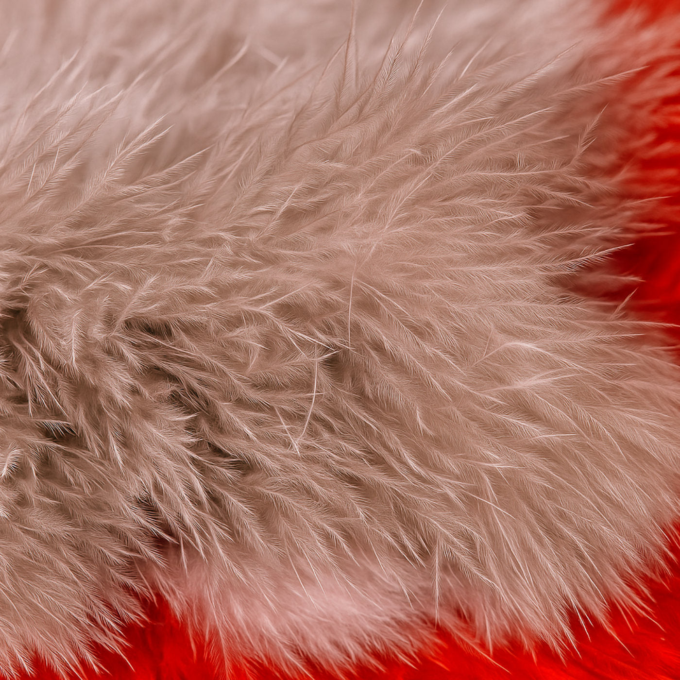 WHITING Spey SH/C – moriakové perie pre viazanie mušiek