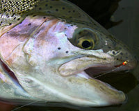 Muškárenie na VN Bešeňová – kompletný sprievodca miestami a technikami