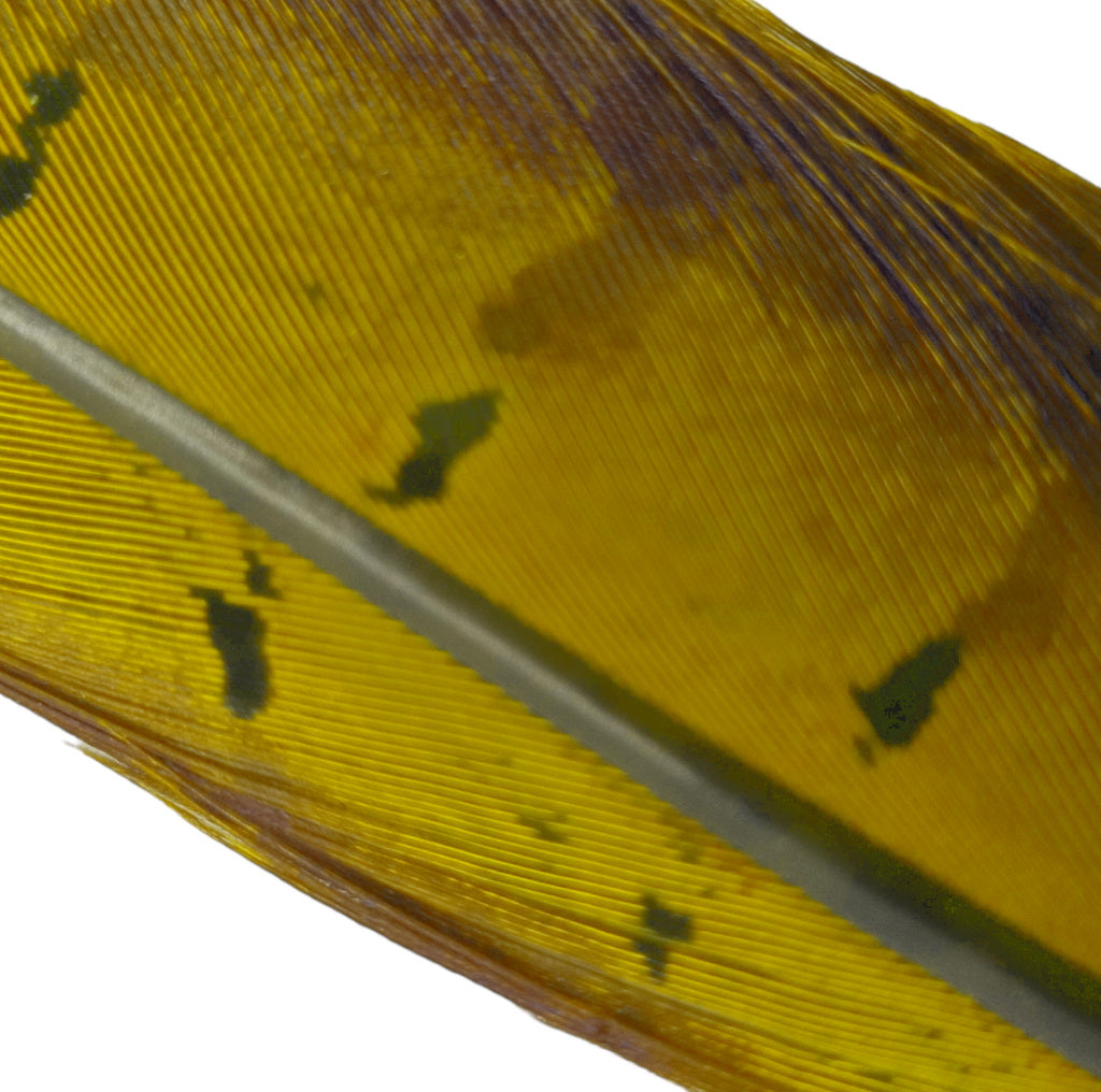 Hends pheasant tail feather – gold olive (PT39) fly tying material