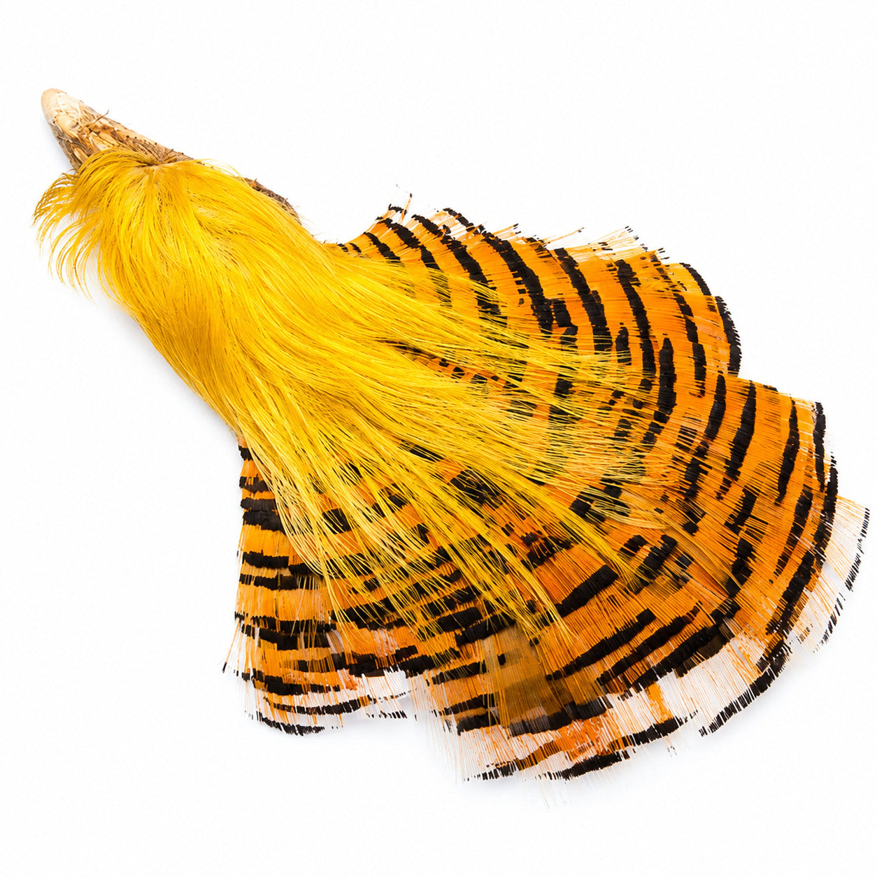 Hotfly Golden Pheasant Complete Head – spread feather view