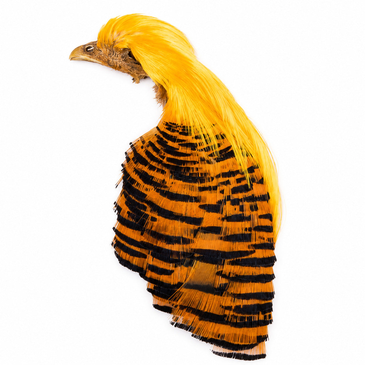 Hotfly Golden Pheasant Complete Head – 2nd Choice
