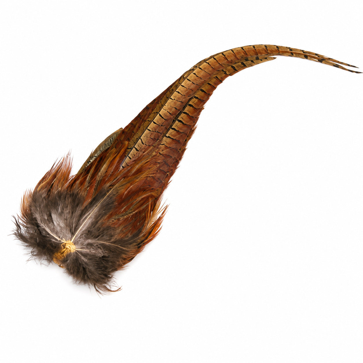 Natural ringneck pheasant cock complete tail