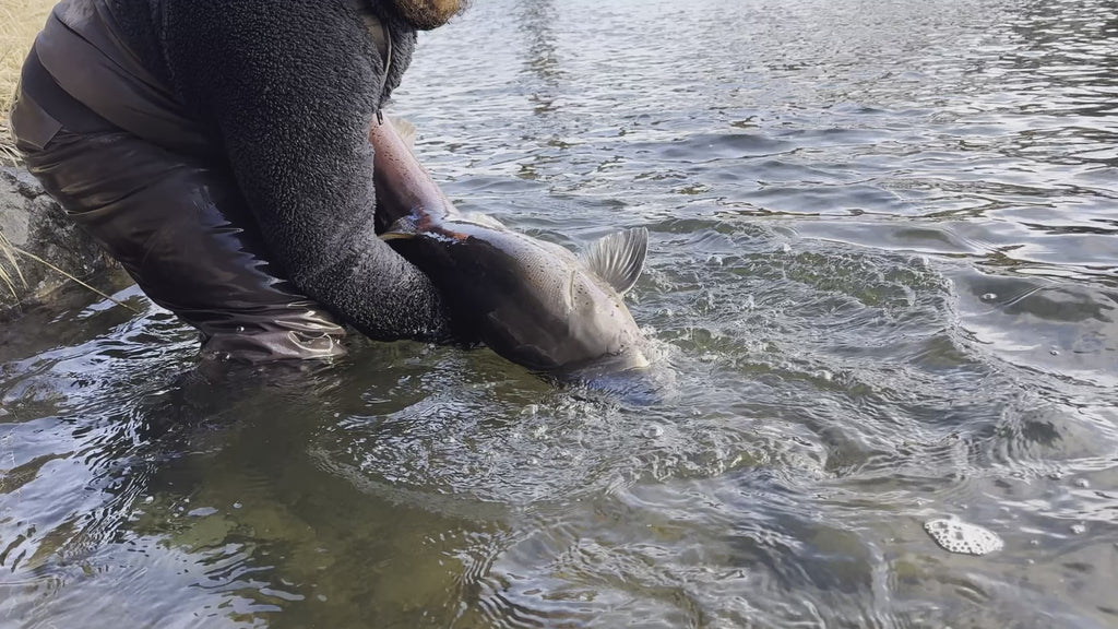 Catch and release of a healthy Danube huchen (Hucho hucho)