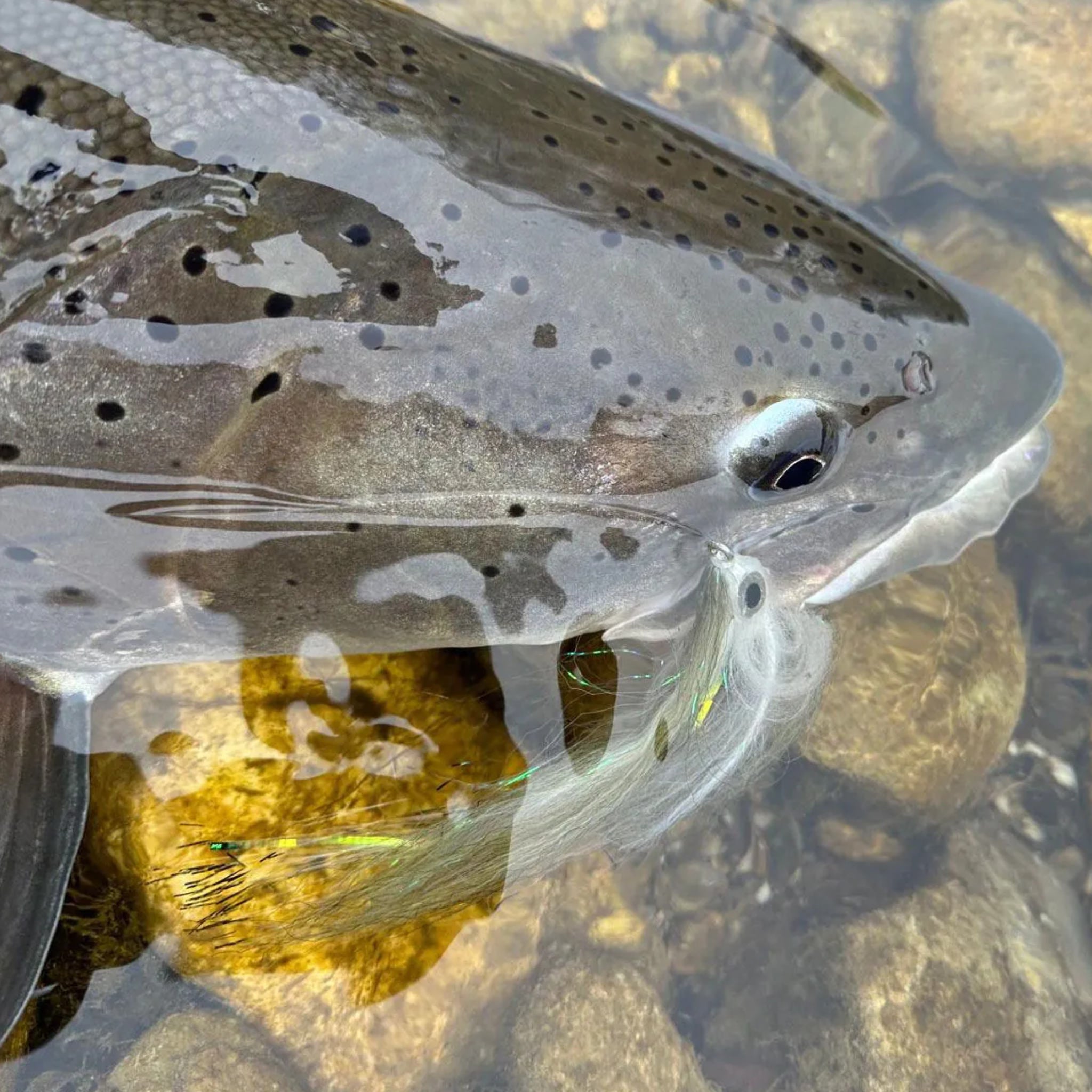 Detail hlavátky chytenej na muškársku šnúru Rio Hucho Shooting Head