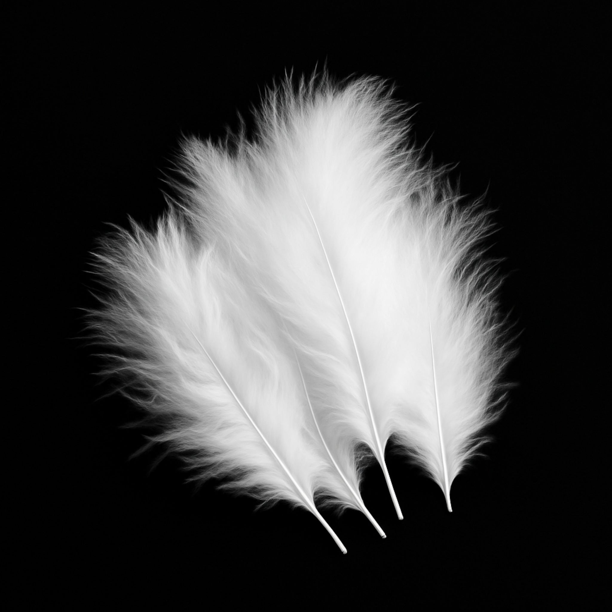 Marabou – Short – moriakové pierka na viazanie mušiek