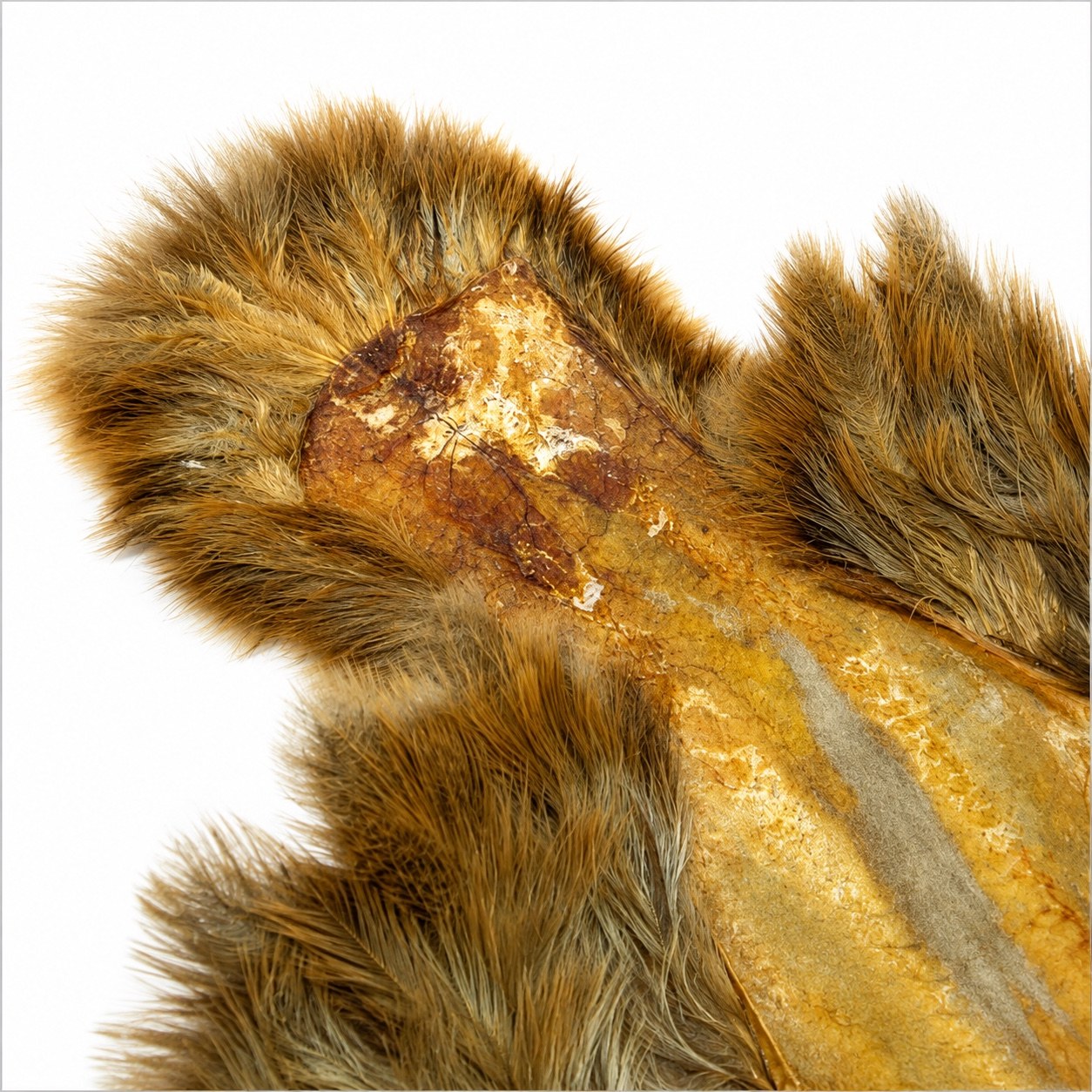 Whiting Farms Brahma Hen Soft Hackle with Chickabou – March Brown Chickabou detail